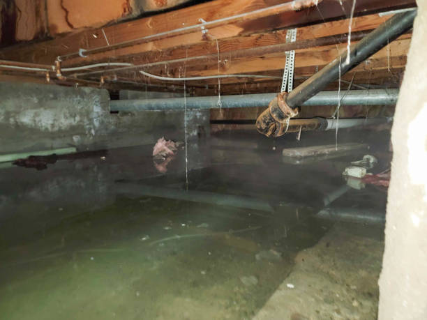 Best Mold removal after water damage  in Hot Springs, SD